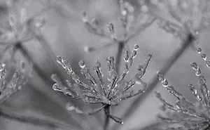 Frozen Dreams