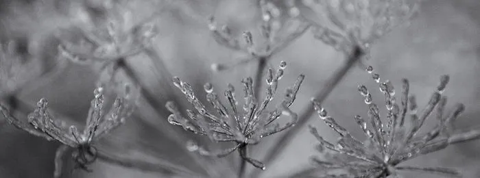 Frozen Dreams