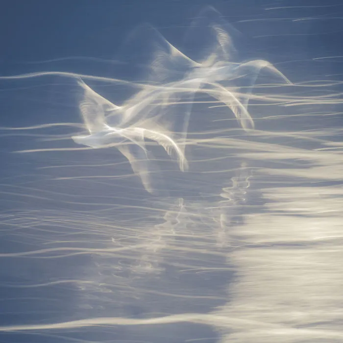 Flights Of The Imagination.