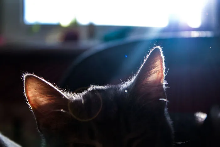 I Photograph Life With My Cat