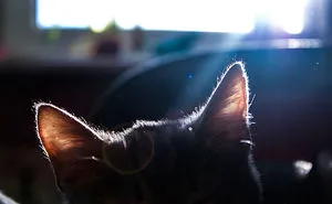 I Photograph Life With My Cat