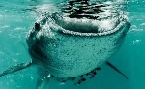 I Photographed The Beauty Of Giant Whale Sharks