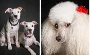 Pet Photography Is The Most Rewarding Form Of Photography