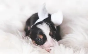 Puppies With Wings! I Repeat: Puppies With Wings! Prepare Your Heart To Be Melted