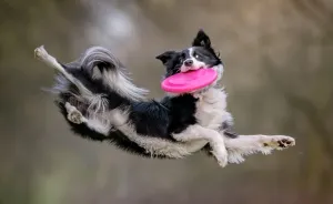 I'm Passionate About Canine Action And Portrait Photography
