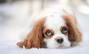 I Photograph Dogs To Show The World How Awesome They Are