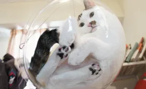 Transparent Bubble Chair That We Created For Cats