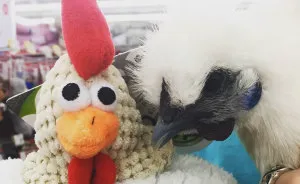 Meet Charlie, My Adorable Pet Chicken