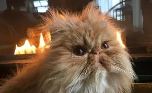 Red Dot Mastery: Advice For Cats