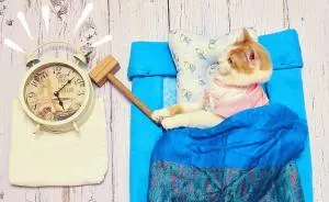 Meet Kuzya, A True Cat Adventurer From Russia