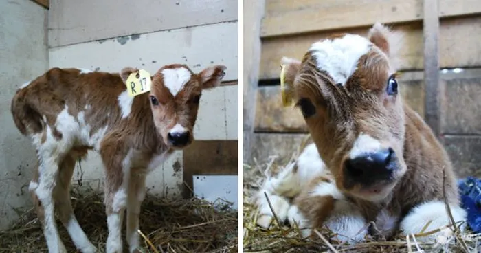 Tiny Unwanted Cow Gets Laughed At During Auction, Until One Woman Sees Through That And Falls In Love