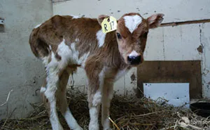 Tiny Unwanted Cow Gets Laughed At During Auction, Until One Woman Sees Through That And Falls In Love