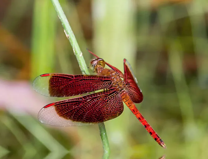 Close-up Dragonfly