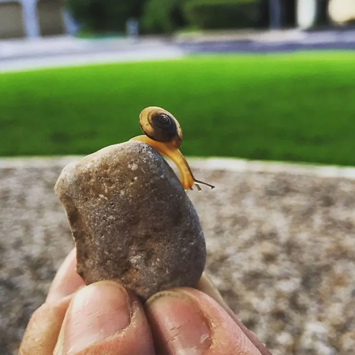 Transparent Snail