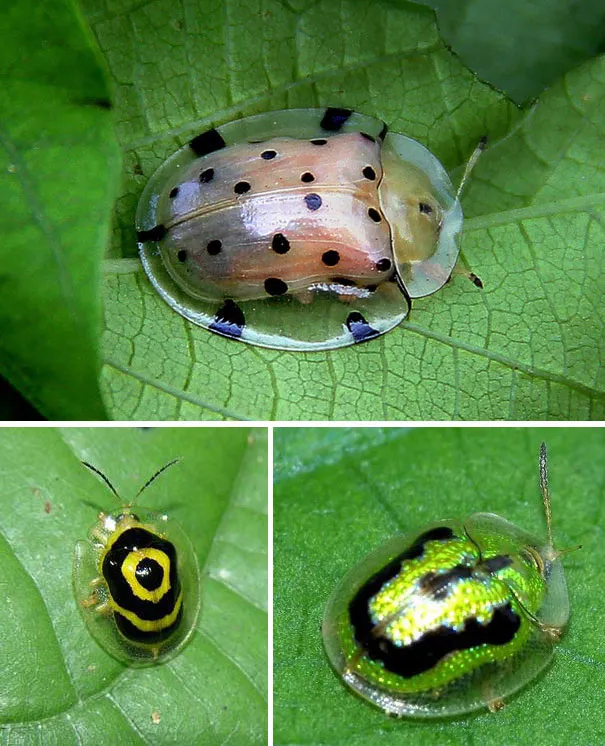 Tortoise Shell Beetle