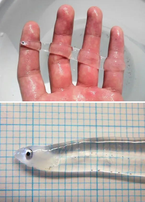European Eel