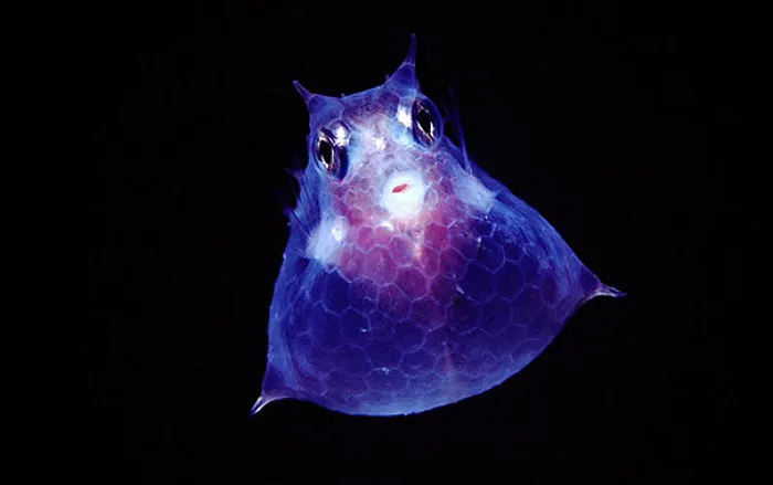 Juvenile Cowfish