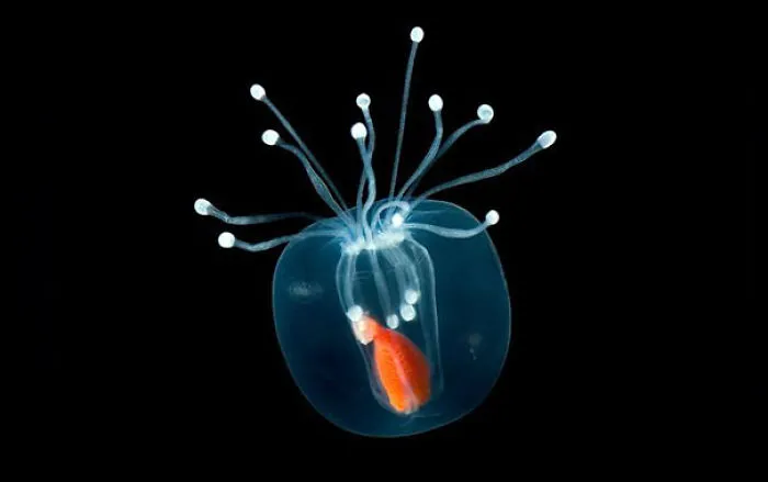 Hydromedusa