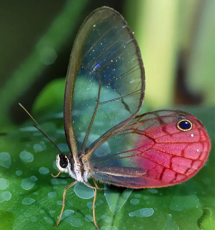 Transparent Butterfly