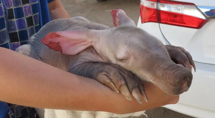 Truck Driver Checks His Tires, Finds An Orphaned Animal In Need Of Love And Care