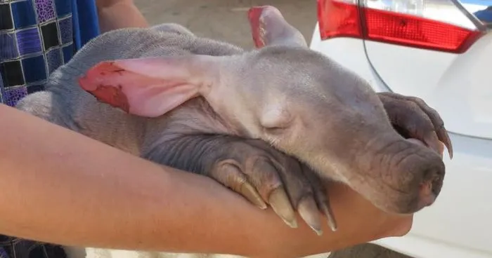 Truck Driver Checks His Tires, Finds An Orphaned Animal In Need Of Love And Care