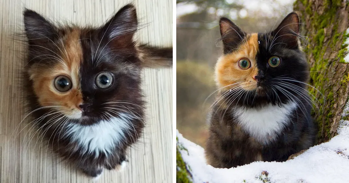 Esta es Yana, una gata de dos caras cuyos padres se quedaron sin tinta
