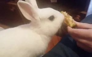 This Bunny Is Crazy For Apples 🐰💗🍎 😝