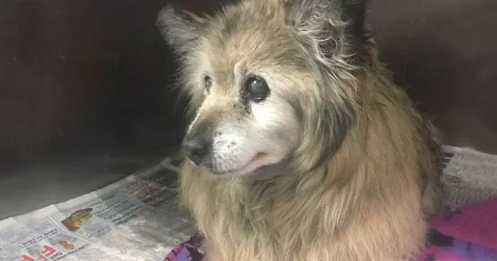 When She Saw This Sad Dog's Photo On Facebook, This Woman Dropped Everything To Save Him