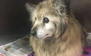When She Saw This Sad Dog's Photo On Facebook, This Woman Dropped Everything To Save Him