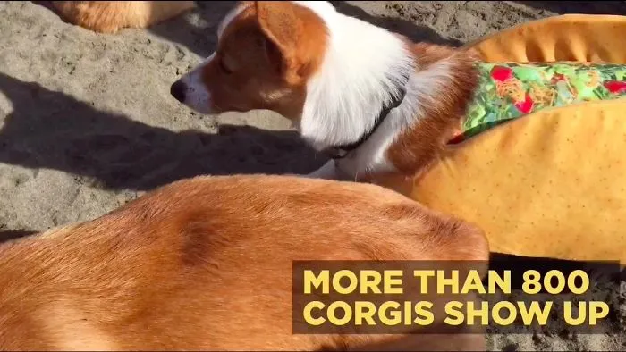 We Visited Corgicon And Met Over 800 Derpy Corgis. Here's What We Saw.