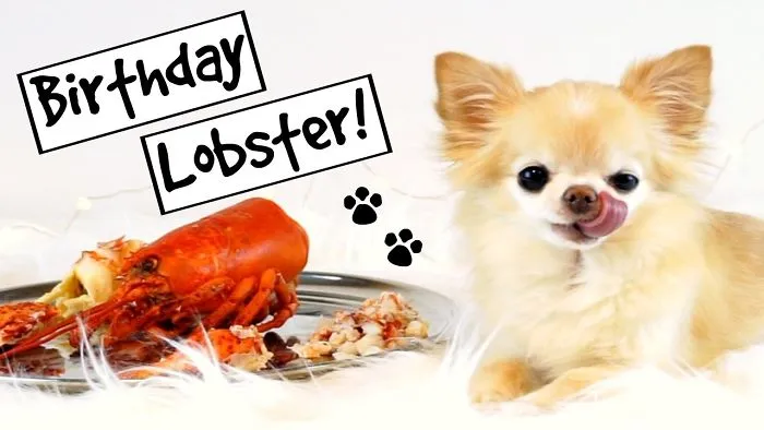Cute Puppy Sized Chihuahua Eats A Huge Lobster For Birthday