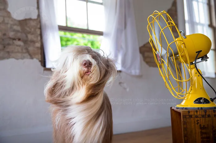 Party, The Bearded Collie