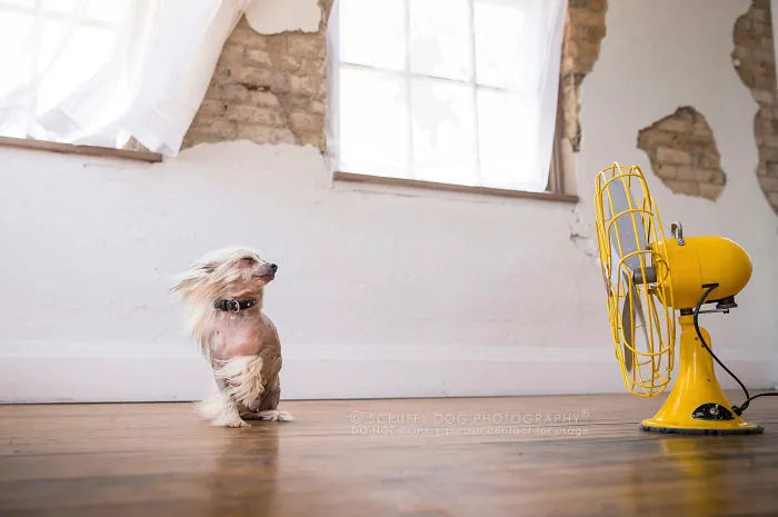 Sofie, The Chinese Crested