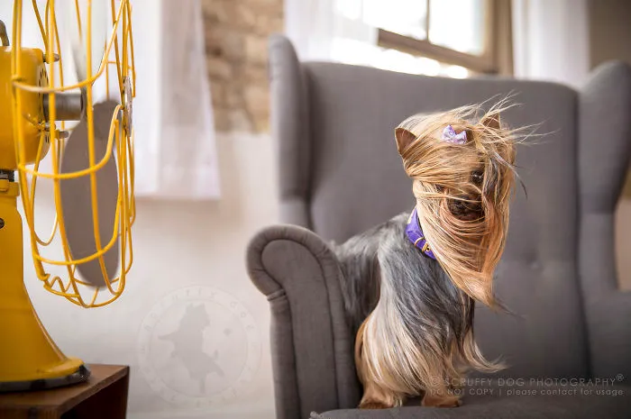 Chloe, The Perfect Yorkie