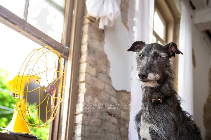 Archer, The Scottish Deerhound
