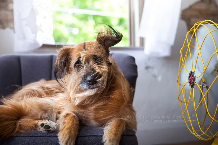 Roxy, A Rescue Of Unknown Breed