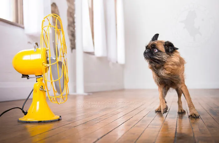 Bosco, A Brussels Griffon