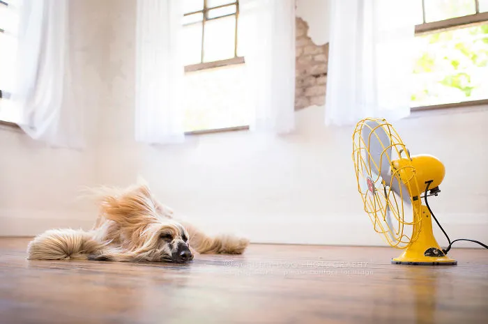 Willow, The Afghan Hound Who Could Hardly Contain Her Excitement