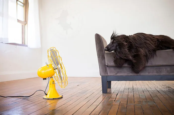 Dimitri, The Afghan Hound