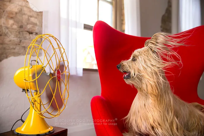 Whiskey, A Fawn Skye Terrier