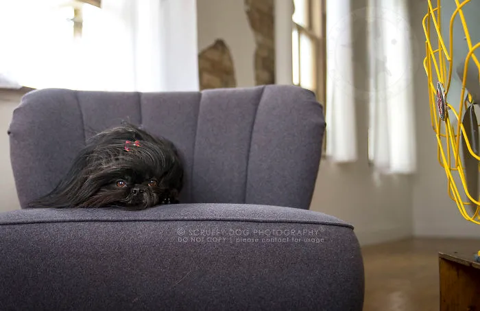 Lucy, A Shih-tzu