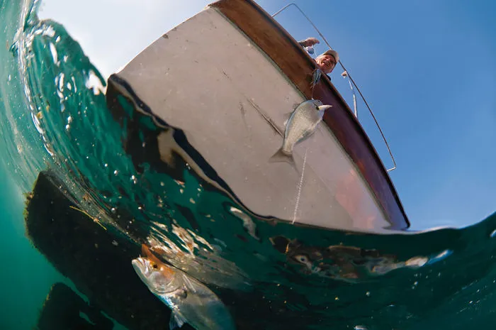 Fisherman & Young Bluefish