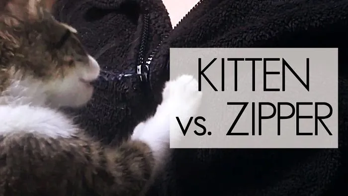 Kitten Learns How To Zipper And It's Hilarious