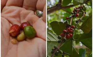 How Does Our Everyday Spices And Fruits Grow  - Pictures From Zanzibar