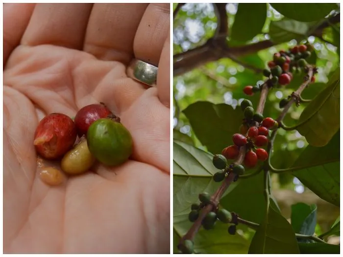 How Does Our Everyday Spices And Fruits Grow  - Pictures From Zanzibar