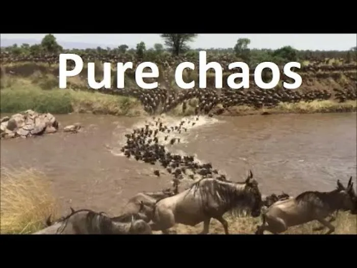 Incredible Fight For Survival Among Pure Chaos