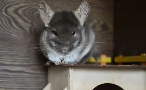 186 Baby Chinchillas That Will Melt Your Heart