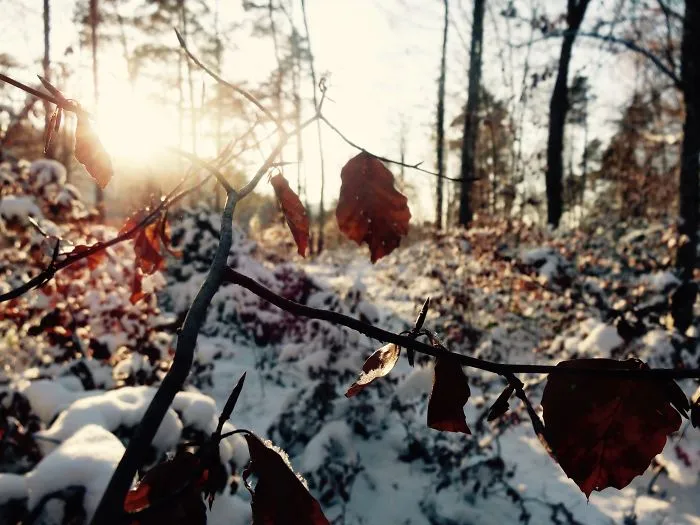 Snowy Forest 2