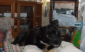Jet