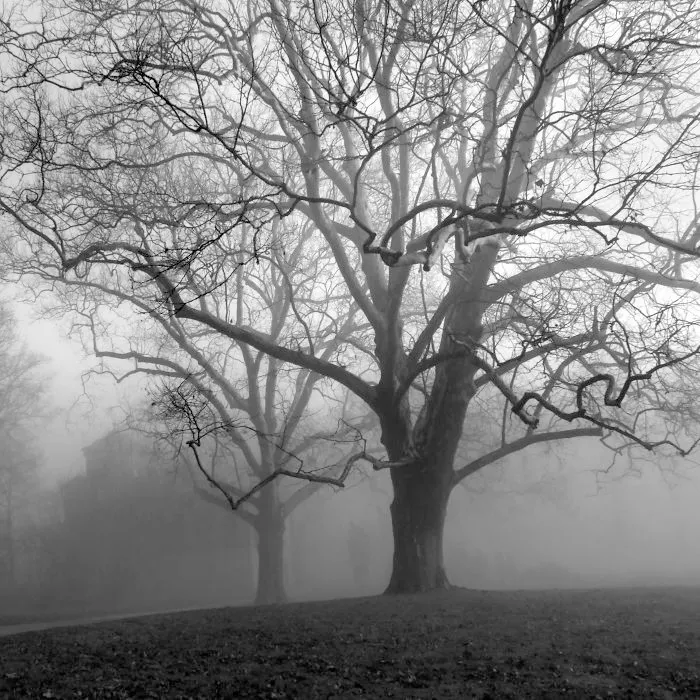 A Walk In The Park